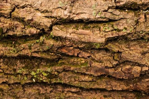 Wooden texture Stock Photos