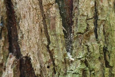 Wooden texture Stock Photos