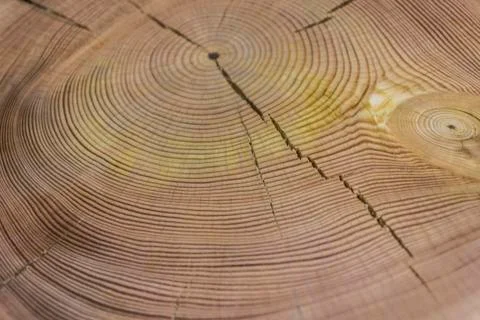 Wooden texture, round. Stock Photos