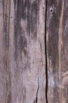 Wooden texture. The texture of the tree bark. Stock Photos
