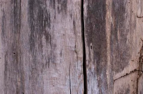 Wooden texture. The texture of the tree bark. Stock Photos