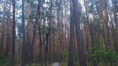 Wooden trail through the forest. Stock Footage 159742043