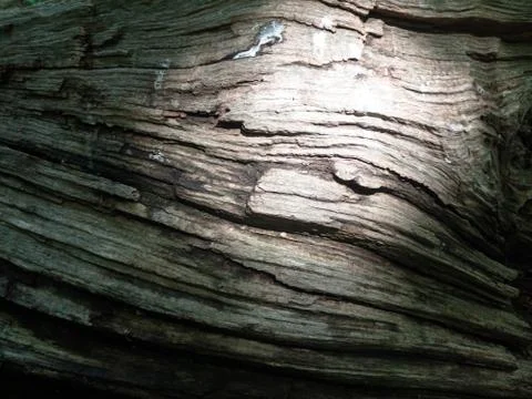 Wooden tree bark pattern texture detail seen from the side with light patch Stock Photos
