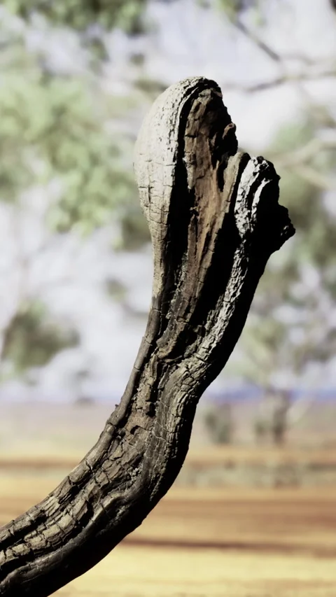 Wooden tree branch in natural setting with blurred background view Stock Footage 336573920