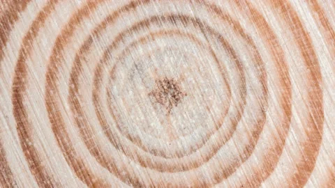Wooden tree cut surface with organic tree rings - looping video Stock Footage 169764586