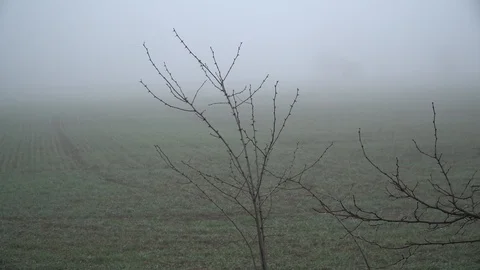 Wooden tree trunk in motion, scary mystic scene Stock Footage 89767828