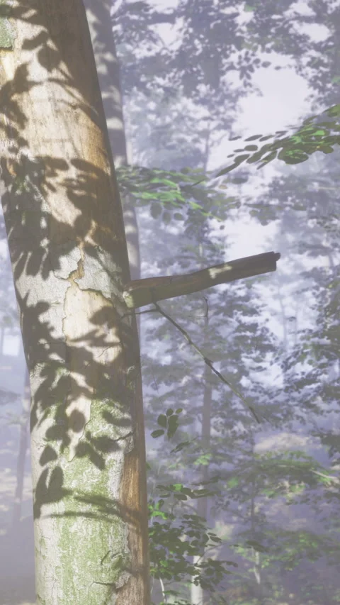 Wooden tree trunk with shadow on bark in forest with morning light Stock Footage 336170969