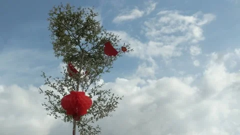 Wooden trees blown by the wind Stock Footage 262958446