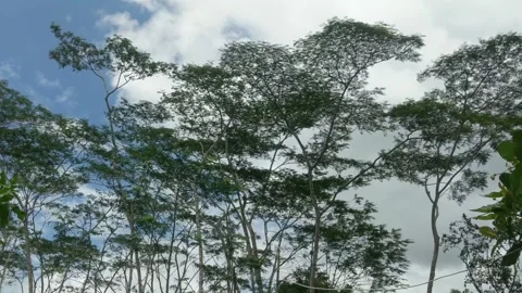 Wooden trees swaying Stock Footage 265453038