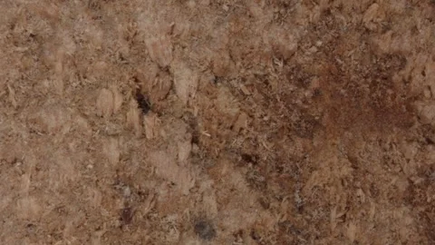 Wooden trunk of a deciduous tree in cross section Video stock 331007594