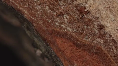 Wooden trunk of a deciduous tree in cross section Video stock 331007597