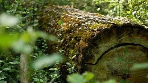Wooden trunk in the forest 스톡 동영상 89933192