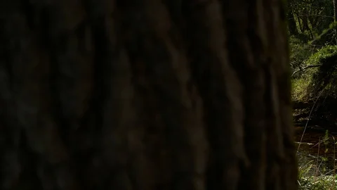 Wooden trunk in the forest 스톡 동영상 89934522