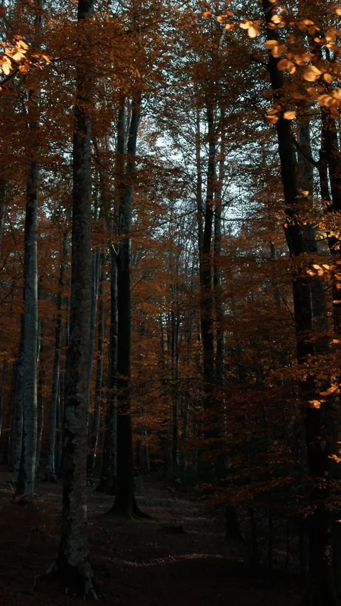 Wooden Trunk Of The Old Forest Trees In Autumn Stock Footage 284154986