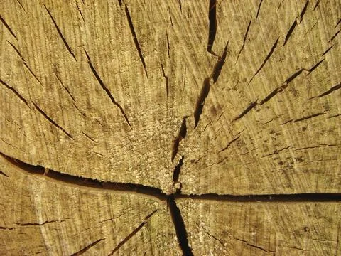 Wooden trunk Foto stock