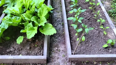 Wooden vegetable bed box with soil in the home garden. Stock Footage 278478077