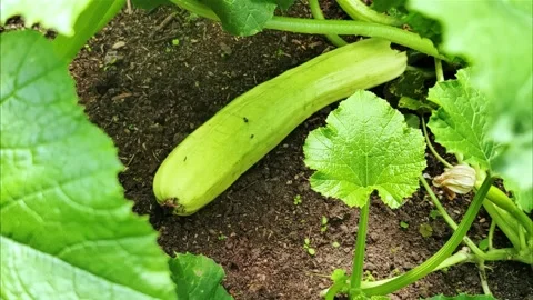 Wooden vegetable bed box with soil. Zucchini in the garden. Stock Footage 279317445