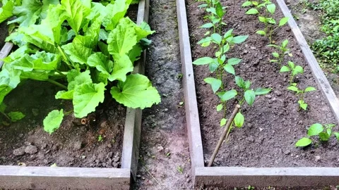 Wooden vegetable bed box with soil in the home garden. Stock Footage 279745710