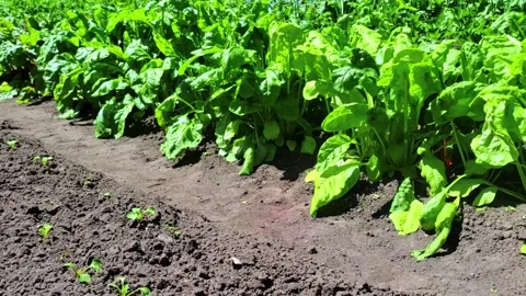 Wooden vegetable bed box with soil in the home garden. Stock Footage 280475529