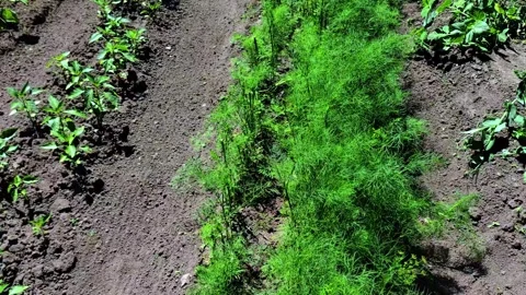 Wooden vegetable bed box with soil in the home garden. Stock-Footage 280475958
