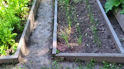 Wooden vegetable bed box with soil in the home garden. Stock Footage 281076815