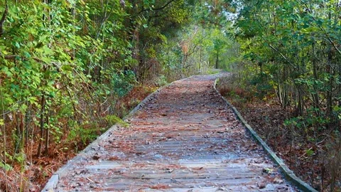 A wooden walking path in a park Stock Footage 143166791