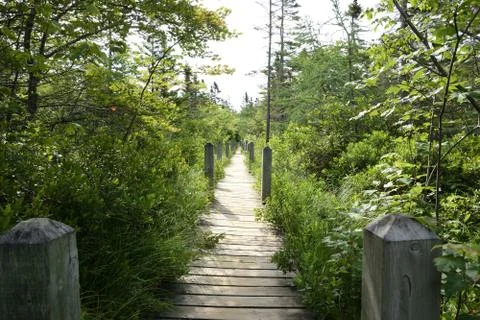 A wooden walkway on a wooded trail on the Digby Neck, Nova Scotia. Stock Photos