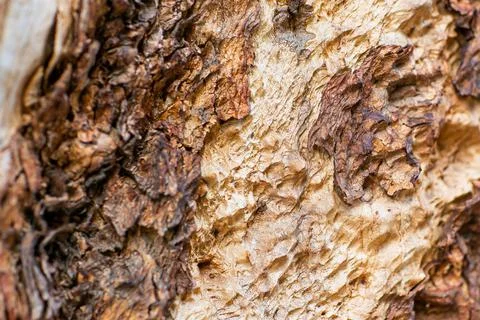 Woodenv Texture Stock Photos