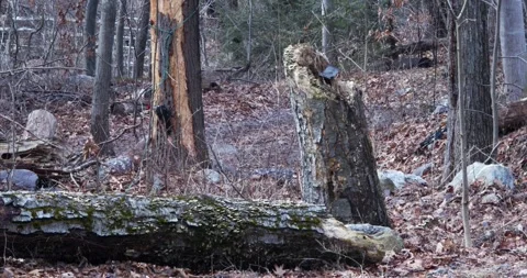 Woodepecker Eating 2 Stock Footage 240436988