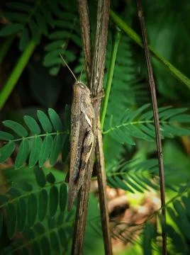 Woodhopper Stock Photos