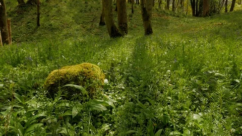 Woodland 05 Stock Footage 119428697