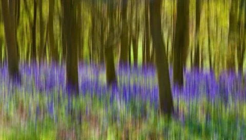Woodland background Stock Illustration