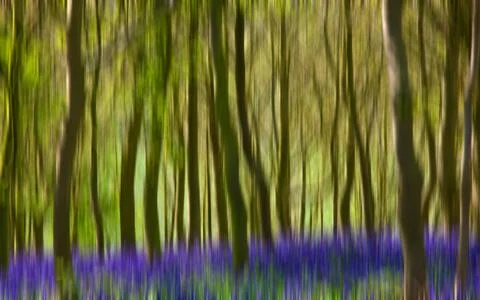 Woodland background Stock Illustration