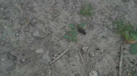 Woodland Beetle Vídeo Stock 7905381