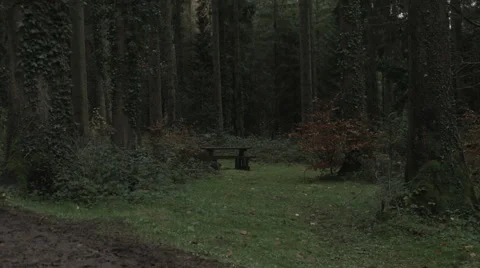 Woodland Bench to Treetops Video stock 44288941