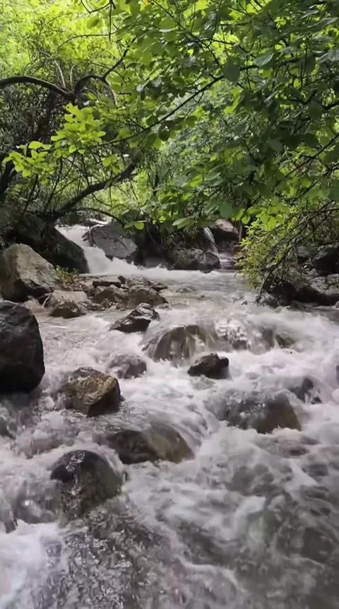 Woodland Brook Rapid Flow 库存影片 341629173