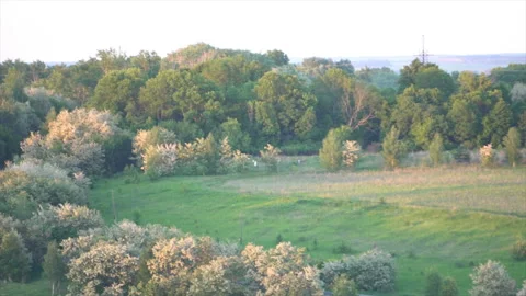 Woodland, distant shooting from a height Stock Footage 94041925