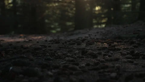 Woodland at dusk Stock Footage 341163735