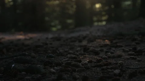 Woodland at dusk Stock Footage 341163980