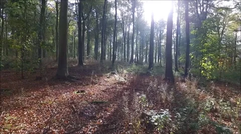 Woodland fly through Video stock 68955291