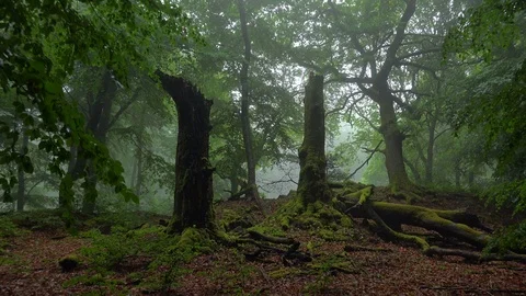 Woodland with fog Stock Footage