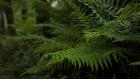 Woodland foliage and trees pull focus and pan right to left Video stock 112487774