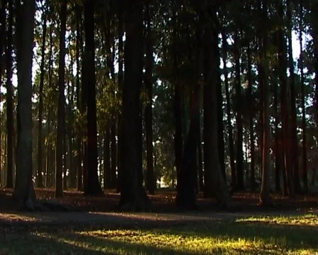 Woodland Stock Footage 920729