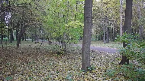 Woodland Stock Footage 72863178