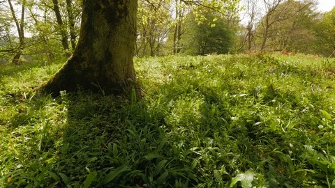Woodland Stock Footage 119430310