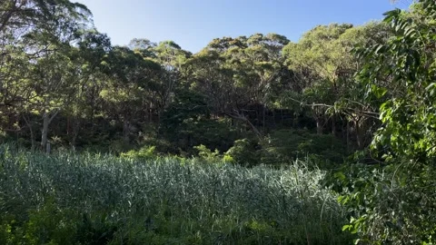 Woodland Stock Footage 144903027