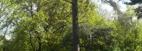Woodland Stock Footage 246598363