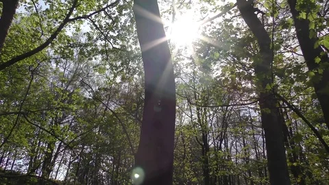Woodland forest blubells spring Stock Footage 72733618