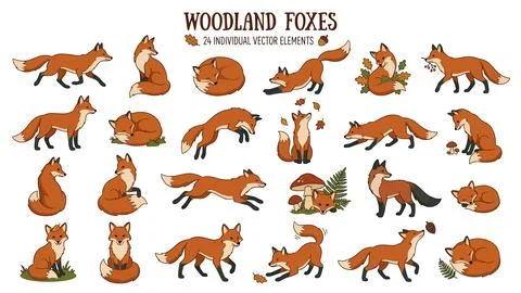 Woodland foxes vector elements show orange wild animals in various poses in.. Stock Illustration