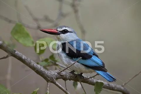 Woodland Kingfisher (Halcyon Senegalensis), Kruger National Park, South Africa,